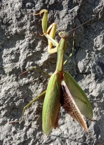 Tenodera sinensis